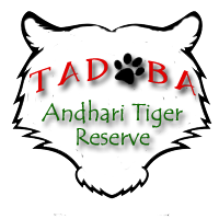 Tadoba Andhari Tiger Reserve2018